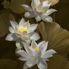 Lotusblüten in weiss