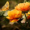 Schmetterling an Blumen